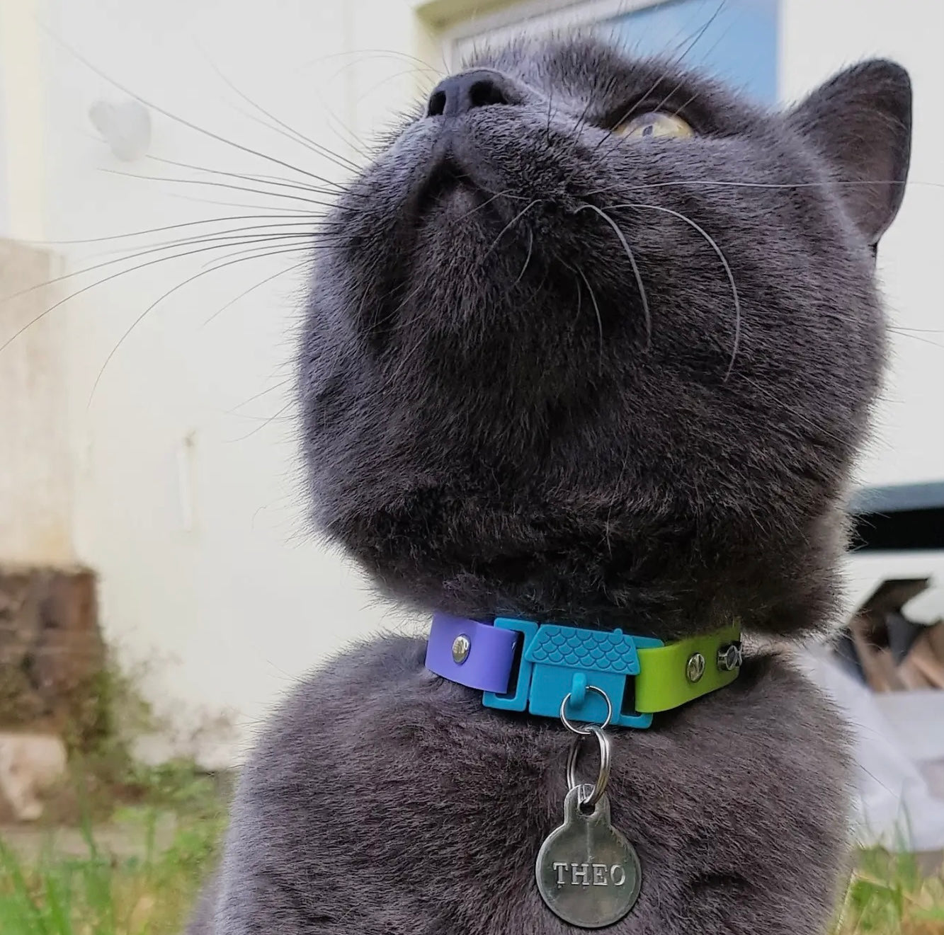 Cat Collars